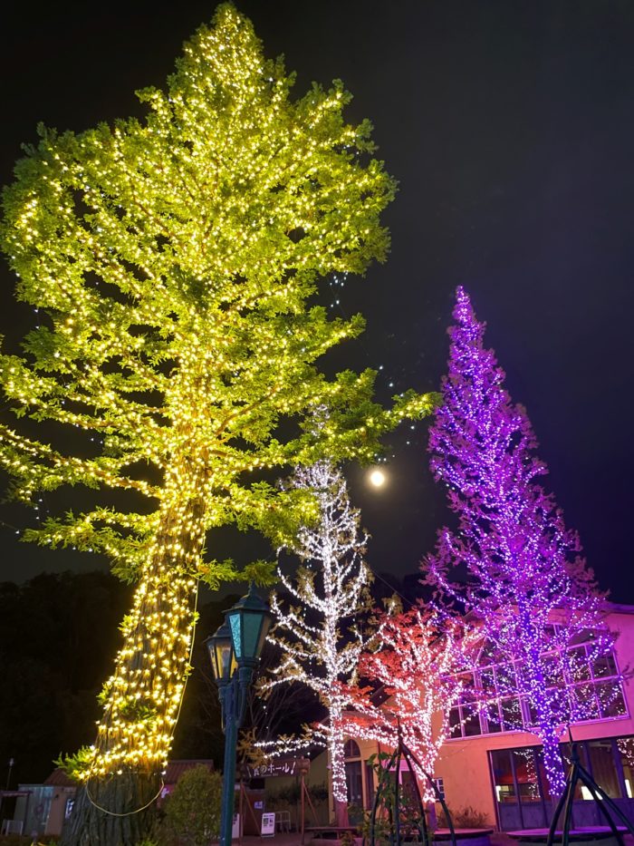 高い木のイルミネーション